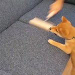 【どこいくの!?】ソファを掃除するコロコロが気になって追いかける子犬が可愛すぎて話題に