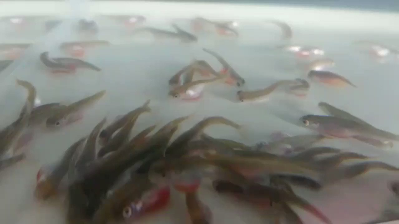 サケの稚魚 Twitter Search Twitter
