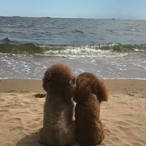 Joy Bella (@joybellabella) on Twitter photo 2020-01-25 12:15:39 Sometimes in life we just need someone who will be there for us. Someone who will listen. Someone who will understand. #AlwaysByYourSide Sometimes in life we just need someone who will be there for us. Someone who will listen. Someone who will understand. #AlwaysByYourSide
