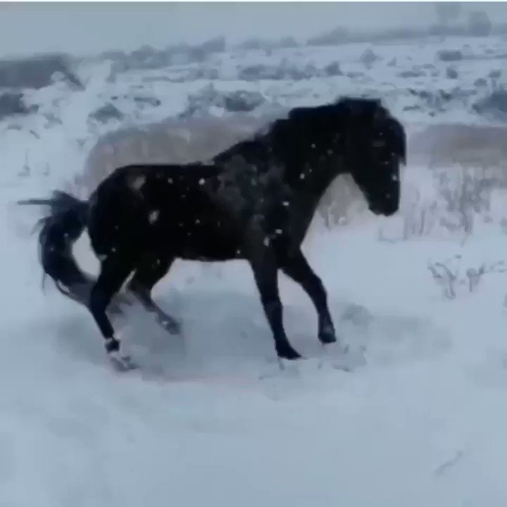 Gaml. Y (@GY18164253) on Twitter photo 26/01/2020 16:02:49 A horse playing in the snow for the first time. (https://imgur/gallery/Tgdann1) A horse playing in the snow for the first time. (https://imgur/gallery/Tgdann1)