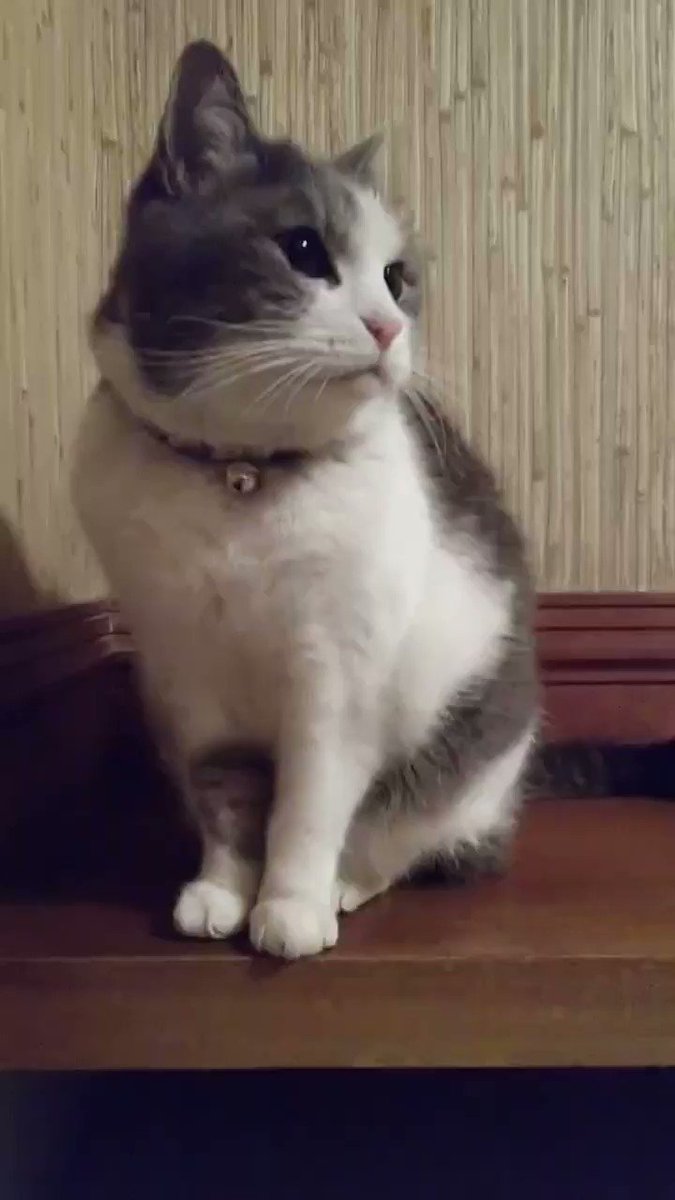 最も人気があります ルル Cm 猫 100 で最高の画像