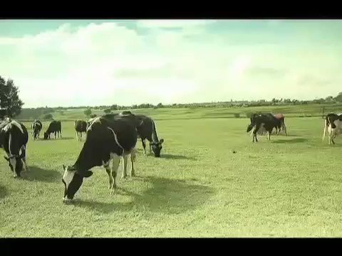 Statement from the cows. https://twitter.com/CBSNews/status/1221120515861045248Β β¦