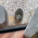 出逢う度に撫でまくっていたら顔を合わせた途端フミフミし始める猫に進化した!