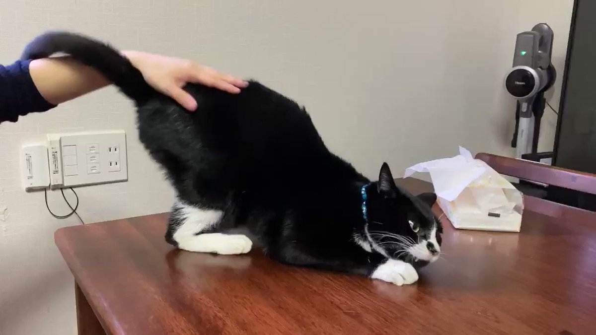 ベテラン飼い主さんのゴッドハンドが気持ちよすぎて猫さんが狂喜乱舞する動画 マタタビ吸ってるみたい Togetter ベテラン飼い主さんのゴッドハンドが気持ちよすぎて猫さんが狂喜乱舞する動画 マタタビ吸ってるみたい Togetter
