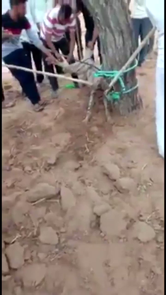 ENDANGERED STRIPED #HYENAA video clip of a striped #hyena surfaces,this time from #india.A hyena in seen tied up to a tree and being manhandled/tortured by the http://mob.At this time no other details are known.Please retweet and help to identify/expose these idiots