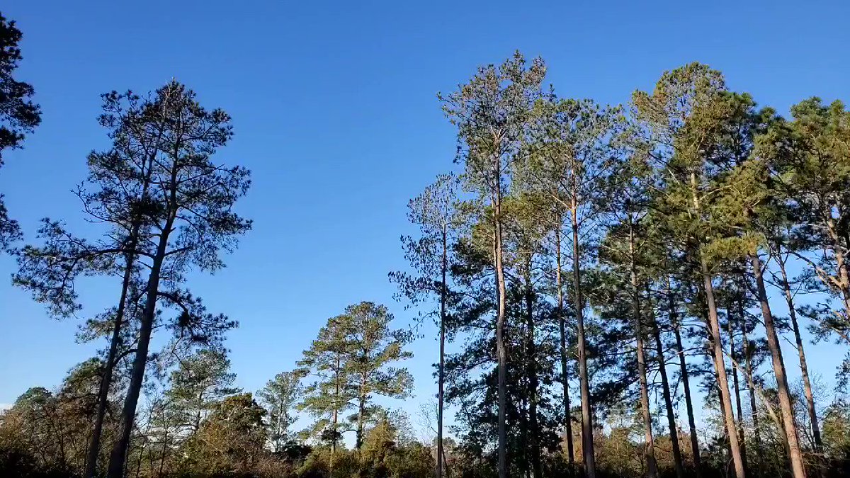 Have wonderful #SundayMorning folks. Try to sing as much today as the birds out back were this morning. Your day and life will be the better for it. (sound up)