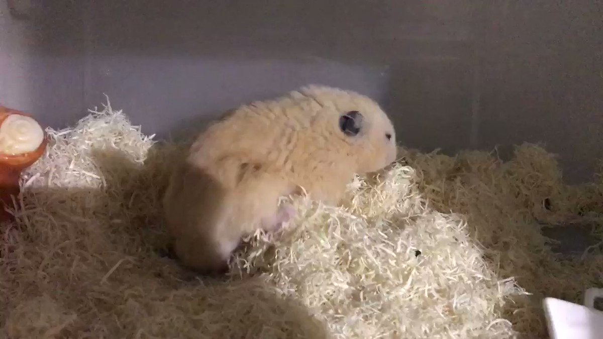 ハムスターがフラフラしたり転んだりして真っ直ぐ歩けないのは脳の病気の可能性がある ほぐぐ はむむ