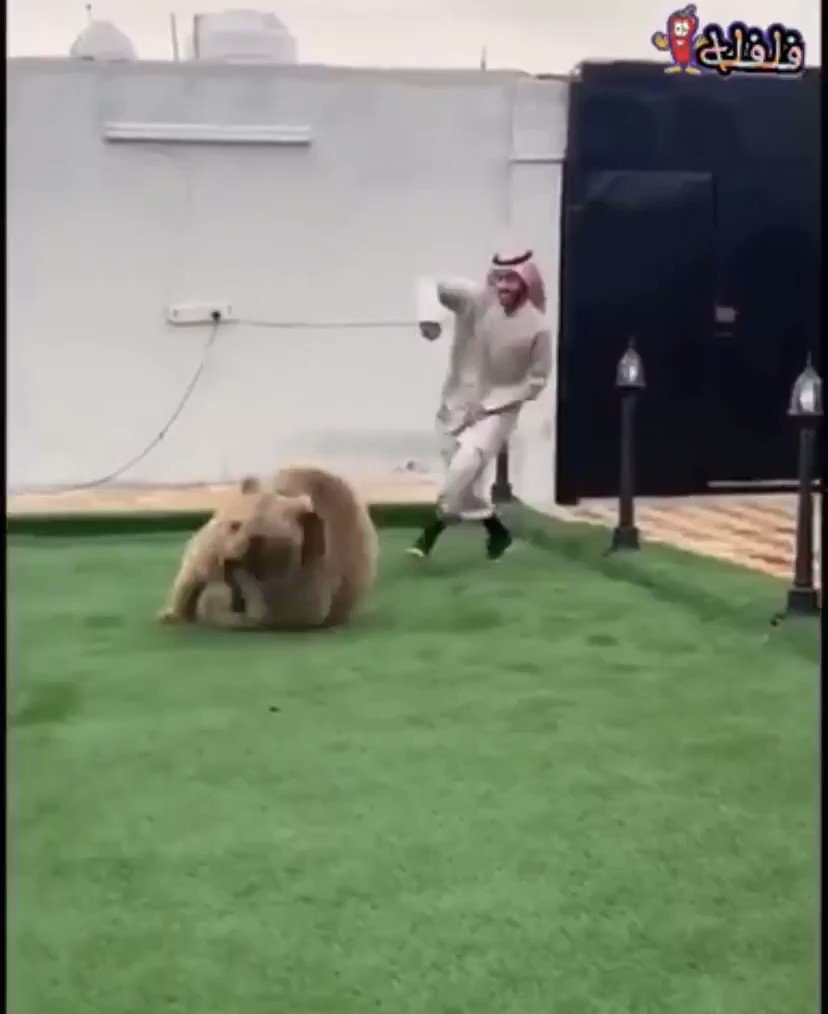 ู
ุญุฏ ู
ุฑุชุงุญ ุงูุง ุงุณุงู
ู ุงูุฏุบูุฑู ุงููู ุนุงุฑู ุงู ุงูุจุดุฑ ู
ุงูุฑุงูู
ุงูุง ูุฌุน ุงูุฑุงุณ ูุนุงูุด ู
ุน ุงูุญููุงูุงุช ูู
ุจุณูุท