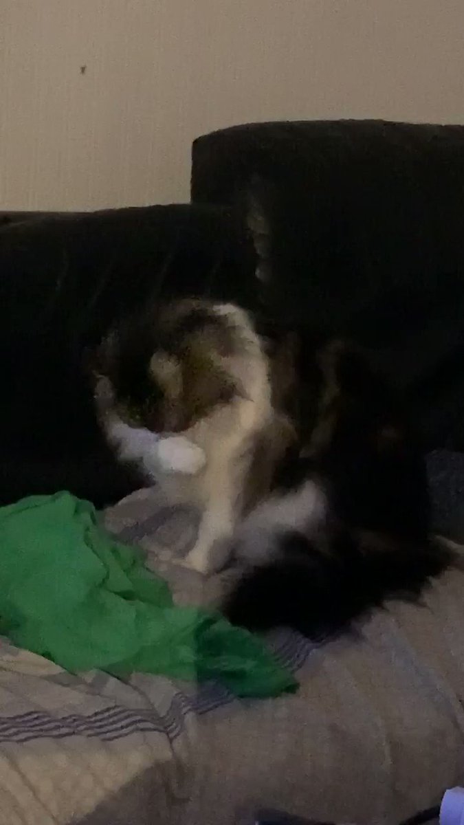 Scouse meow