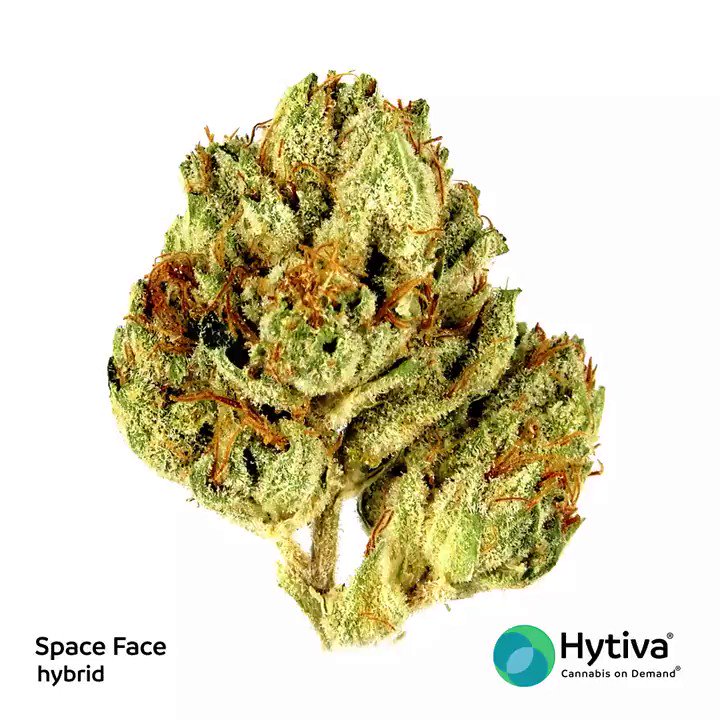 Crazy Glue Strain - Hybrid Cannabis Video, THC, Terpenes : Hytiva