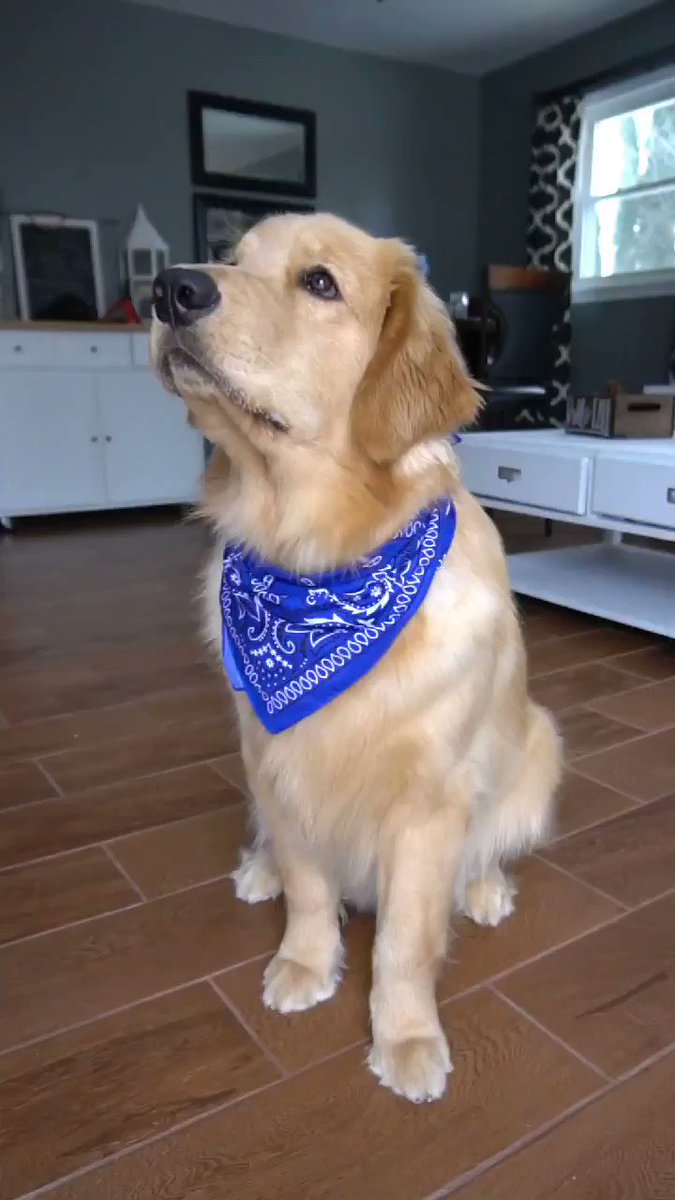 의 미디어: Am Smart Doggo! https://t.co/MBBeevn6bQ 의 미디어: Am Smart Doggo! https://t.co/MBBeevn6bQ
