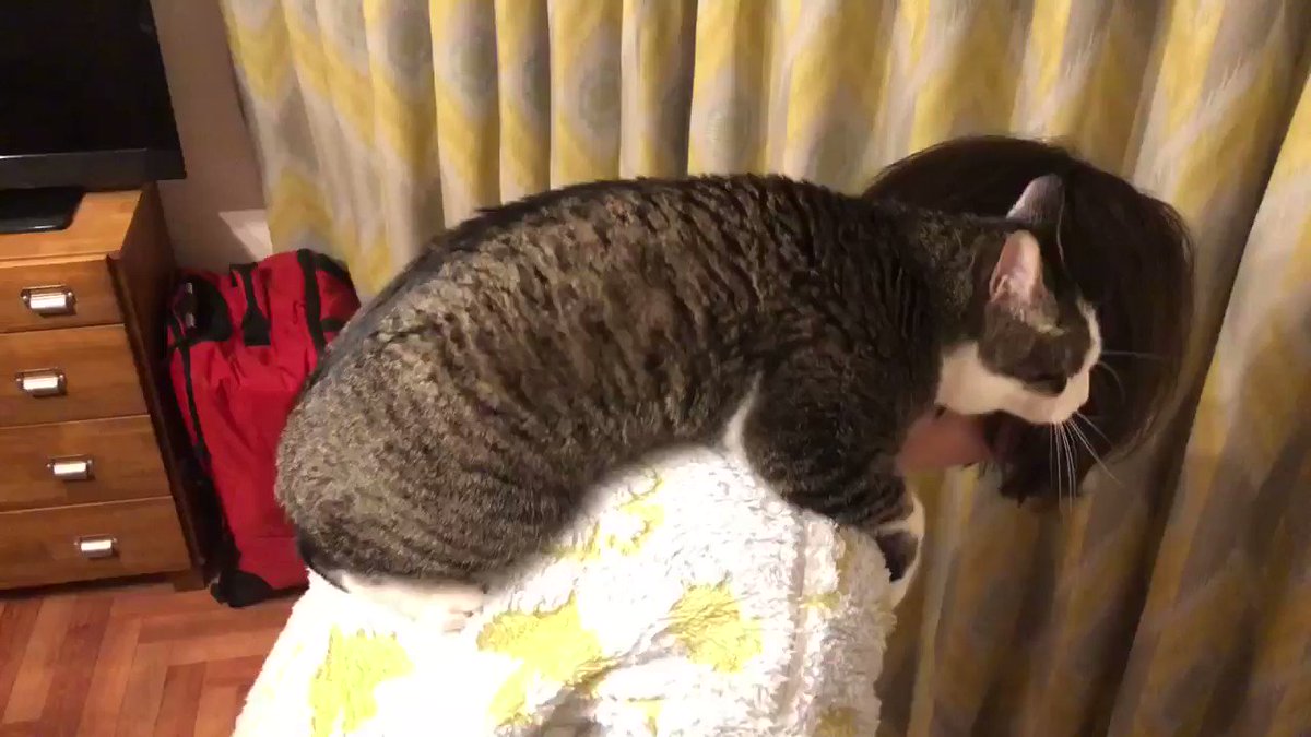 首根っこにしがみつく妖怪 癒し猫 スリスリ と愛情表現が激しい ね 猫と和解した Togetter 首根っこにしがみつく妖怪 癒し猫 スリスリ と愛情表現が激しい ね 猫と和解した Togetter