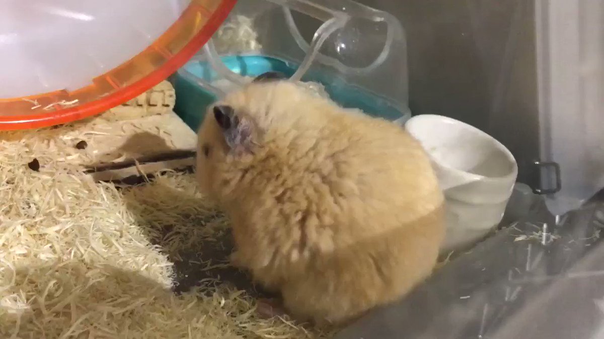 ハムスターがフラフラしたり転んだりして真っ直ぐ歩けないのは脳の病気の可能性がある ほぐぐ はむむ