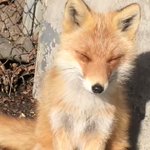 音量注意 世界の中心で絶叫するビーバー 何回見ても笑ってまう 話題の画像プラス 音量注意 世界の中心で絶叫するビーバー 何回見ても笑ってまう 話題の画像プラス
