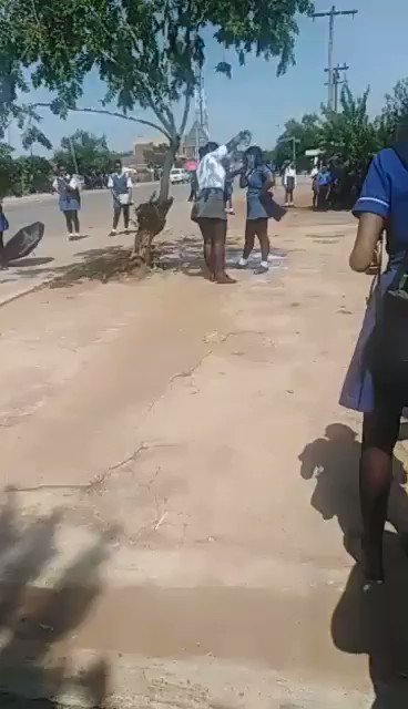 Embedded video