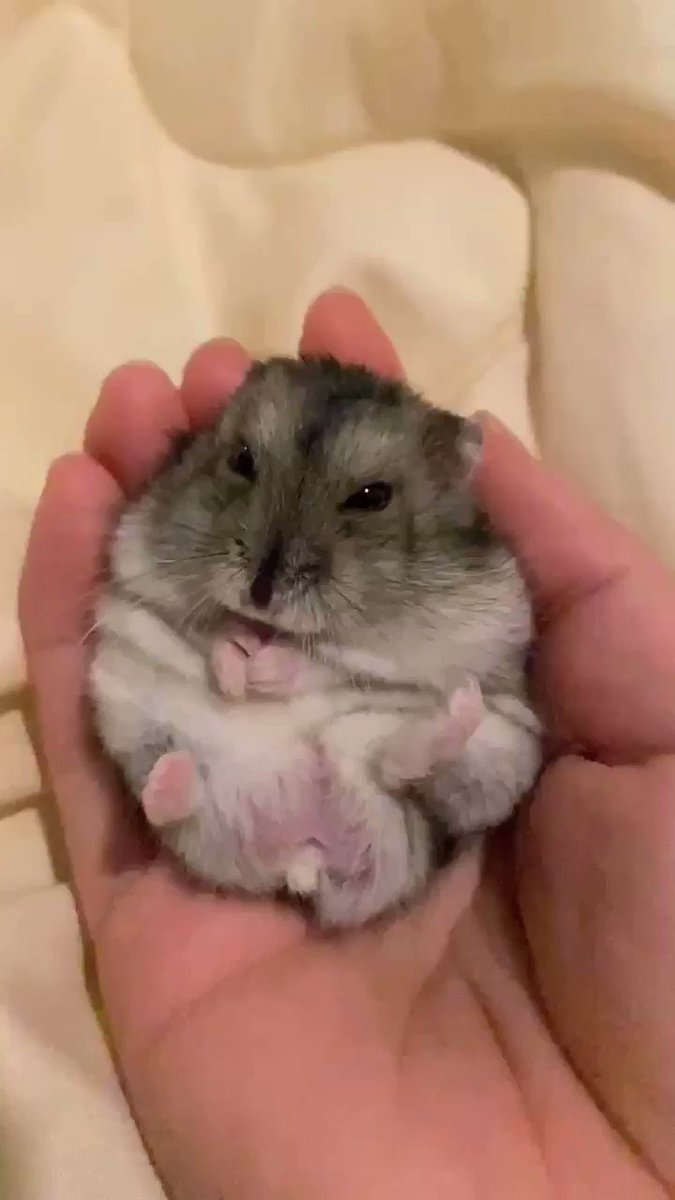 無防備の極み 独特の寝姿を披露するハムスターが話題 飼い主さん 誰かの癒しになってくれたらうれしい Eltha エルザ 無防備の極み 独特の寝姿を披露するハムスターが話題 飼い主さん 誰かの癒しになってくれたらうれしい Eltha エルザ