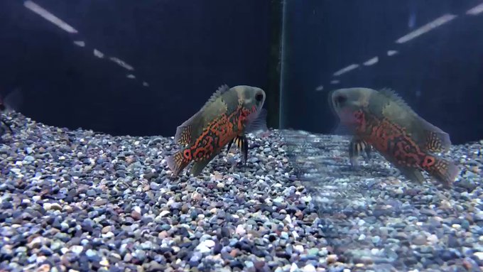 半田水園 春日井店さん がハッシュタグ 肉食魚 をつけたツイート一覧 1 Whotwi グラフィカルtwitter分析 半田水園 春日井店さん がハッシュタグ 肉食魚 をつけたツイート一覧 1 Whotwi グラフィカルtwitter分析