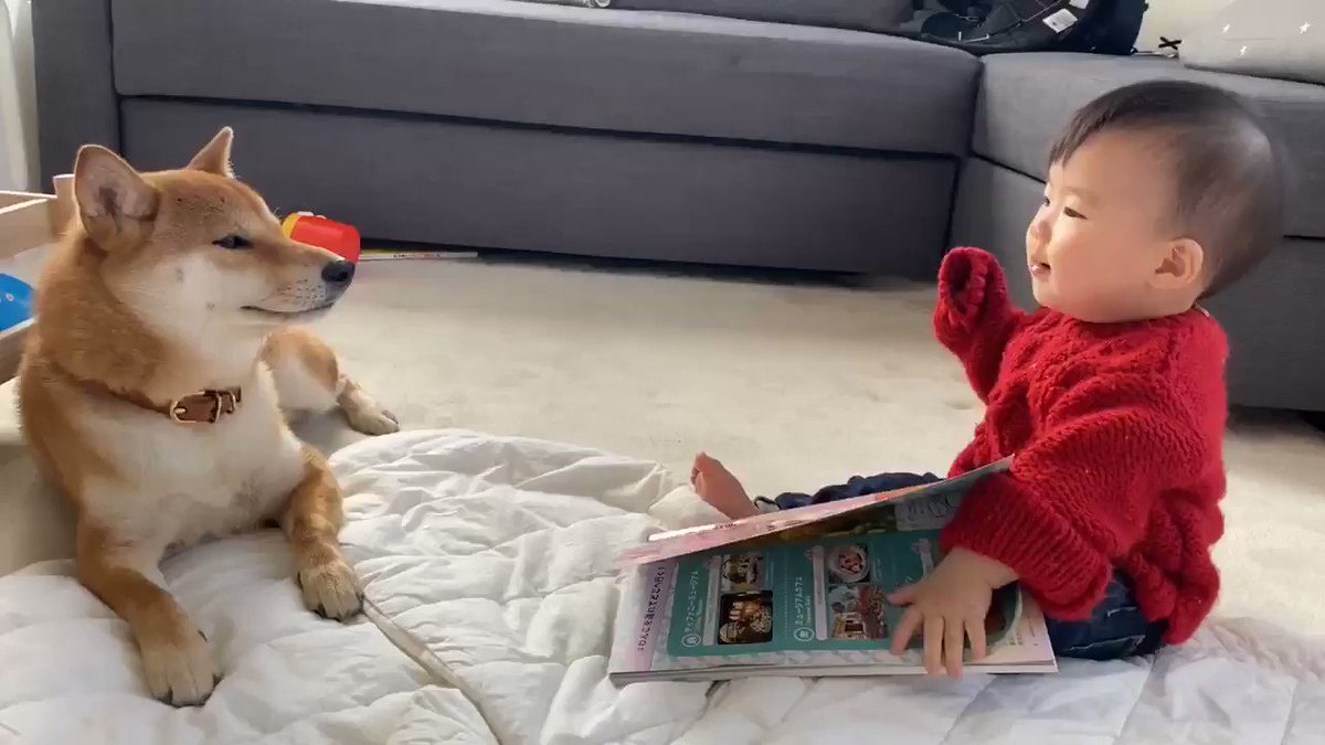 柴犬りんご郎 わんわん と叫ぶ娘を遠い目で見る柴犬兄さん そして自分の事を言ってるのか不思議そうな目でこちらを見つめてくる姿がなんとも可愛い