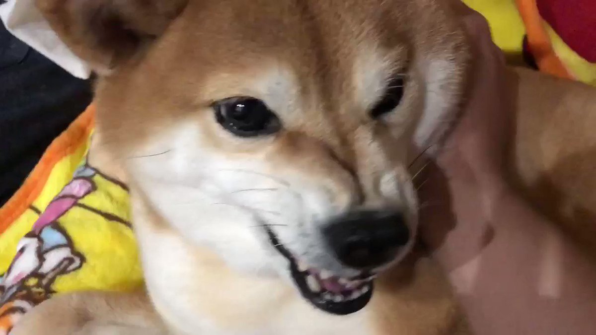 柴犬のパウとうみ コロコロ姉妹 そりゃあ寝起きに散歩行かされたら怒るよね 納得