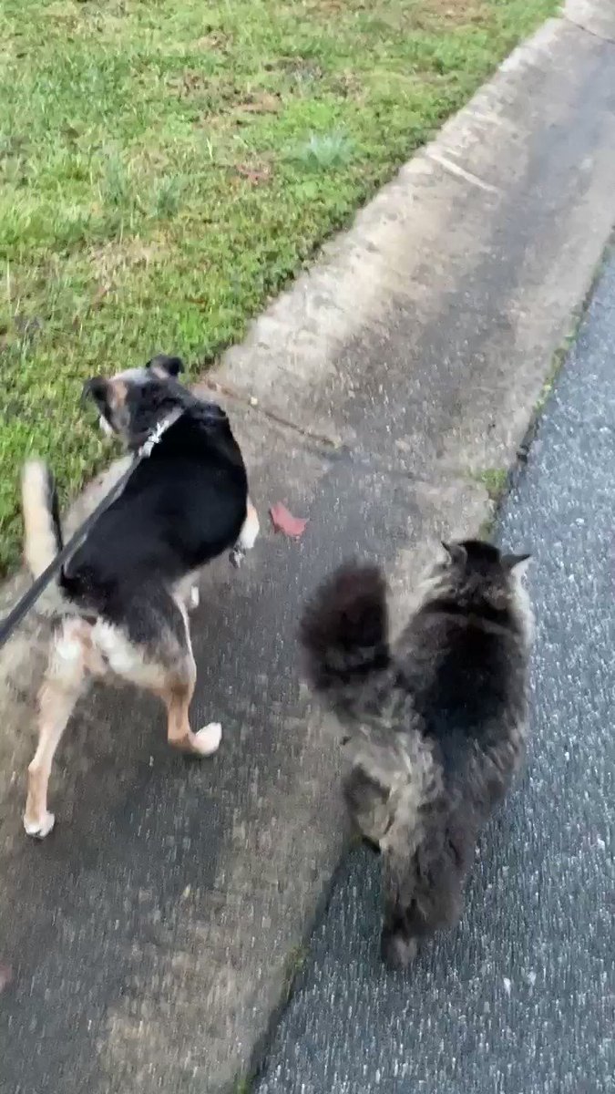 This cat, a neighborhood feral cat, thinks my dog, Lily, should be her BFF. The cat walks with us often now. I think she wants to belong to Lily. Lol. Adorable
