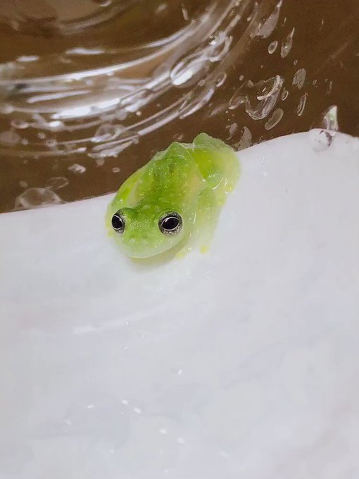 あるごん Argon まるっと小動物展名古屋 9 13までさん の人気ツイート 1 Whotwi グラフィカルtwitter分析