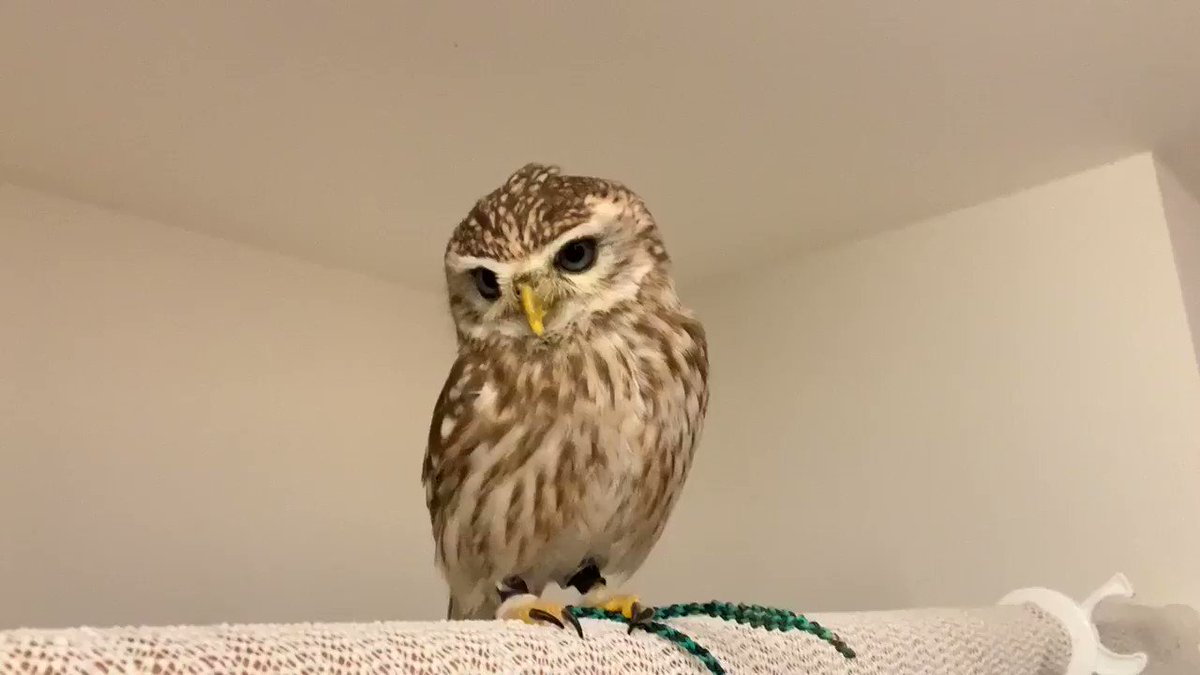 可愛すぎませんか 頑なに撫で待ちをするフクロウをご堪能下さい 話題の画像プラス