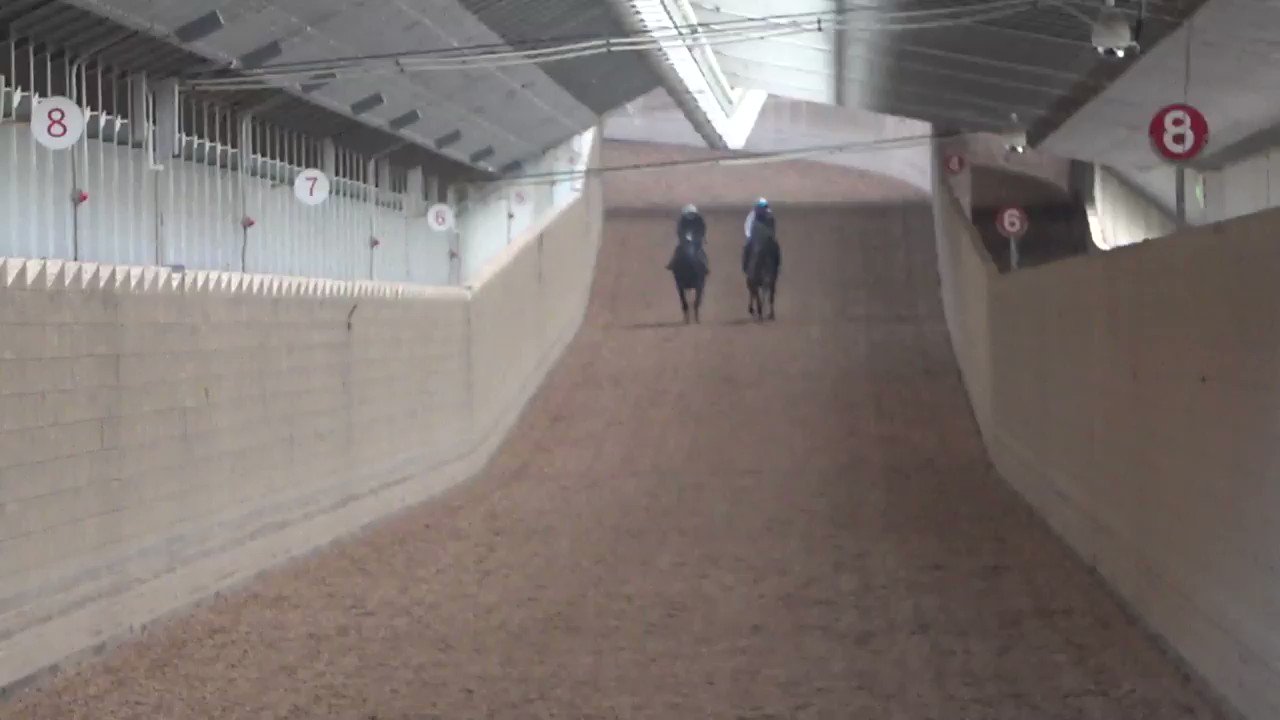 Twitter এ 中川明美 競馬ブック Rt Yamaguchistable サイダイゲンカイとアランバローズの併せ馬 やっぱり囊中の錐 袋を破ってくる Btc坂路は画面右が深め だから格上は画面右に置く でも手ごたえにこれだけ差が出る ハンロ ウソツカナイ ট ইট র