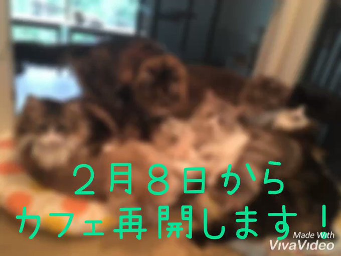 猫カフェrienのtwitterイラスト検索結果