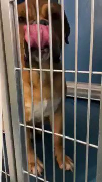 THEYโRE NOT GOING TO WAIT MUCH LONGER before killing Darjeeling. Heโs had trouble distinguishing between play and battle. Heโs terrified and may die Tuesday. Please pledge to help a Rescue pull Darjeeling #85795 via @TomJumboGrumbo and PLEASE RT HIM! https://newhope.shelterbuddy.com/Animal/Profile/Index/20a2ea50-2a9d-4cc8-9ed9-cc3260b038aeย โฆ