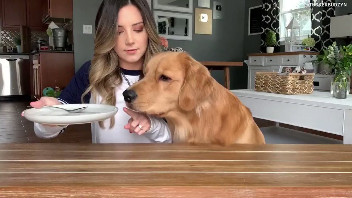 의 미디어: Hekk this invisible food!!!
#dogsoftwitter
Full video on Tucker's YouTube Channel: https://t.co/9v 의 미디어: Hekk this invisible food!!!
#dogsoftwitter
Full video on Tucker's YouTube Channel: https://t.co/9v