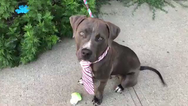 DUKE DIES TODAY BECAUSE HEโS NOT HOUSE TRAINED. There is no other term for it: this is murder. 2-1/2 years old, friendly, leans in for snuggles, scratches. Human fails to train him, DUKE dies? Pledge for Duke #65932 via @TomJumboGrumbo PLEASE RT DUKE! https://newhope.shelterbuddy.com/Animal/Profile/Index/cc4ffcd9-ecde-4b31-b6ca-8cc0fbab517eย โฆ