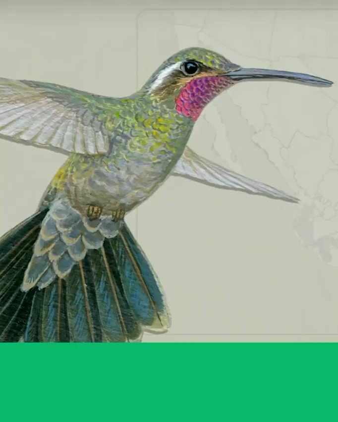 Un colibrí puede aletear hasta 55 veces por segundo? Para los mexicas fue un ave asociada con los guerreros muertos en combate que regresaban a este mundo adoptando su forma después de pasar 4 años acompañando al sol. Video de Repsodia @Cuauhtemoc_1521 https://twitter.com/Cuauhtemoc_1521/status/1225213379981148160 …