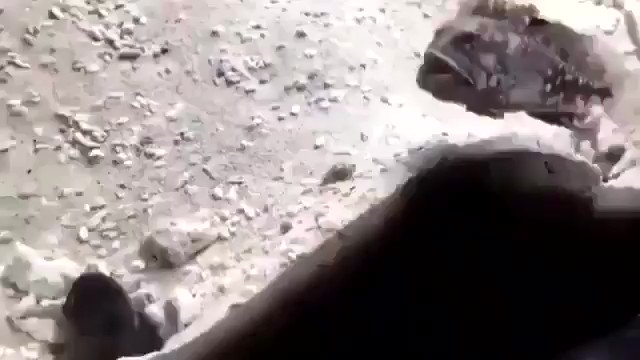 ちょっとかわいい隣人トラブルｗｗ魚の世界でもトラブルがあるようですｗ