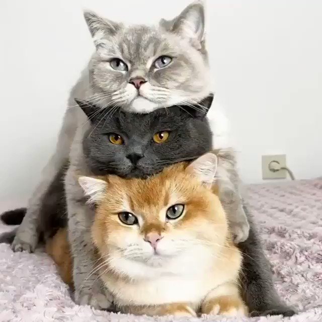 だんご3兄弟 のような にゃんこ3兄弟 が カワイイから見てみて 話題の画像プラス