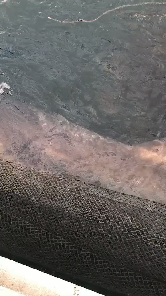 【定置網に捕まった】水族館では会えない超貴重なサメ..その名もメガネマウス
