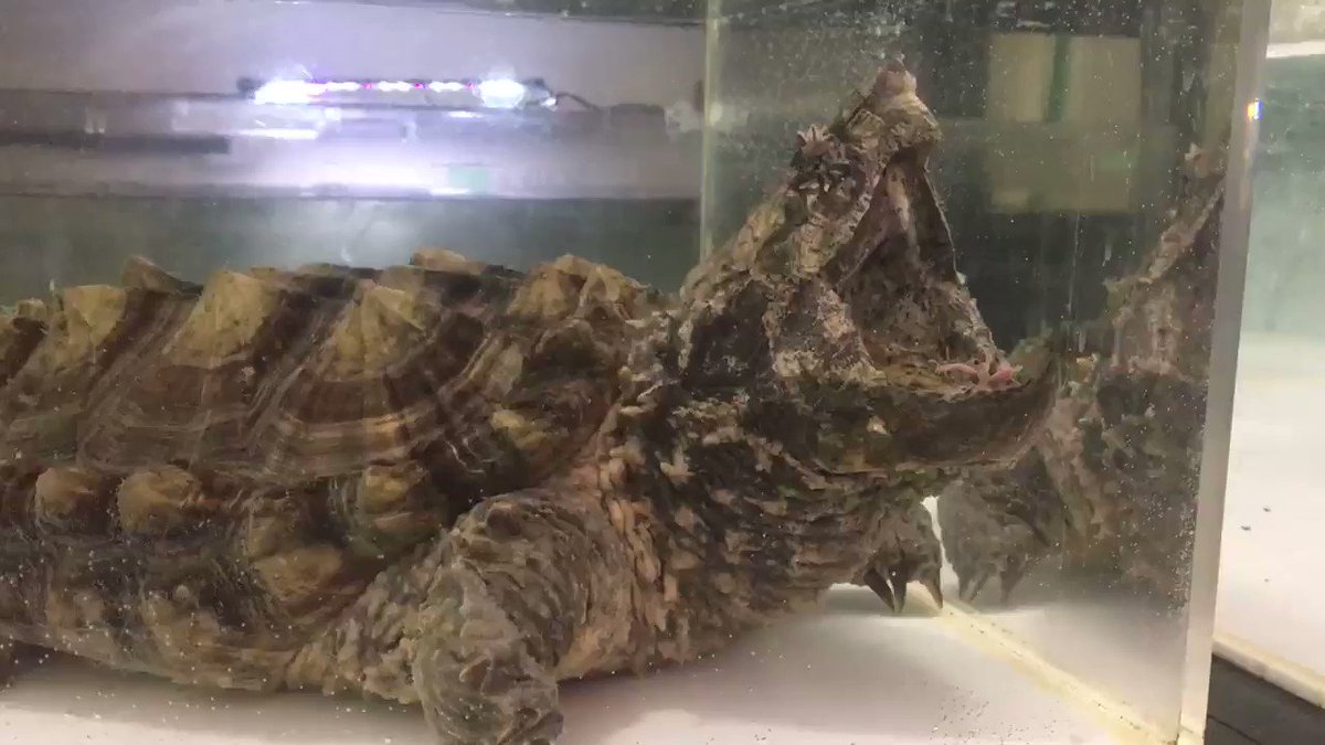 年最新 ワニガメは日本で飼育できる 寿命は 買い方 国への申請方法は トリキジ