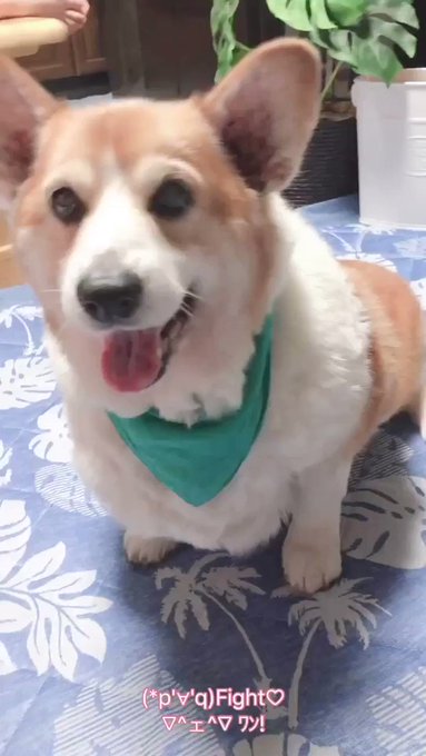 スティッチ の評価や評判 感想など みんなの反応を1週間ごとにまとめて紹介 ついラン