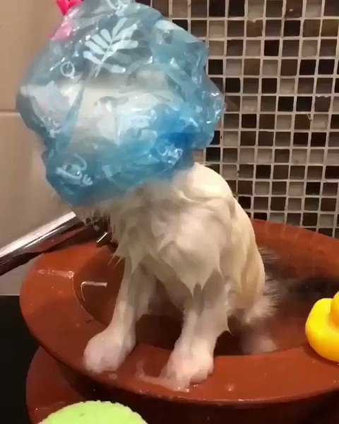 Bath time! For more videos: https://bit.ly/2tG9IAD
#cat #cats #Kitten #kittens #catsofinstagram #catstagram #CuteKitten #Caturday #cute #SaturdayMorning #bath #fun #funny #humor