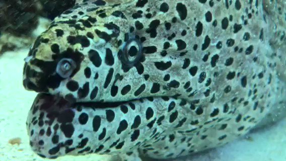 ウツボの特徴 見分け方 写真から探せる魚図鑑 ウツボの特徴 見分け方 写真から探せる魚図鑑
