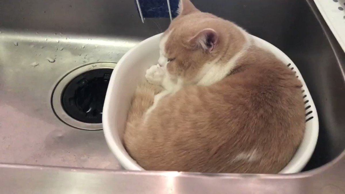 こんなところにいたのねw猫ちゃんが台所の桶の中で気持ちよく眠っていた 話題の画像プラス