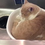 こんなところにいたのねｗ猫ちゃんが台所の桶の中で気持ちよく眠っていた!