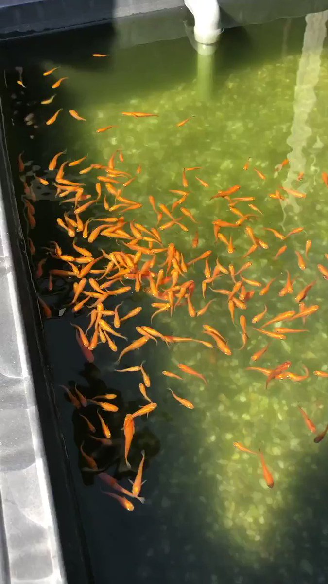 メダカは懐く なつく のか めだかやベース