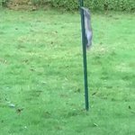 鳥の餌を盗んじゃうリス!対策として巣箱のポールに油を塗ってみた結果!