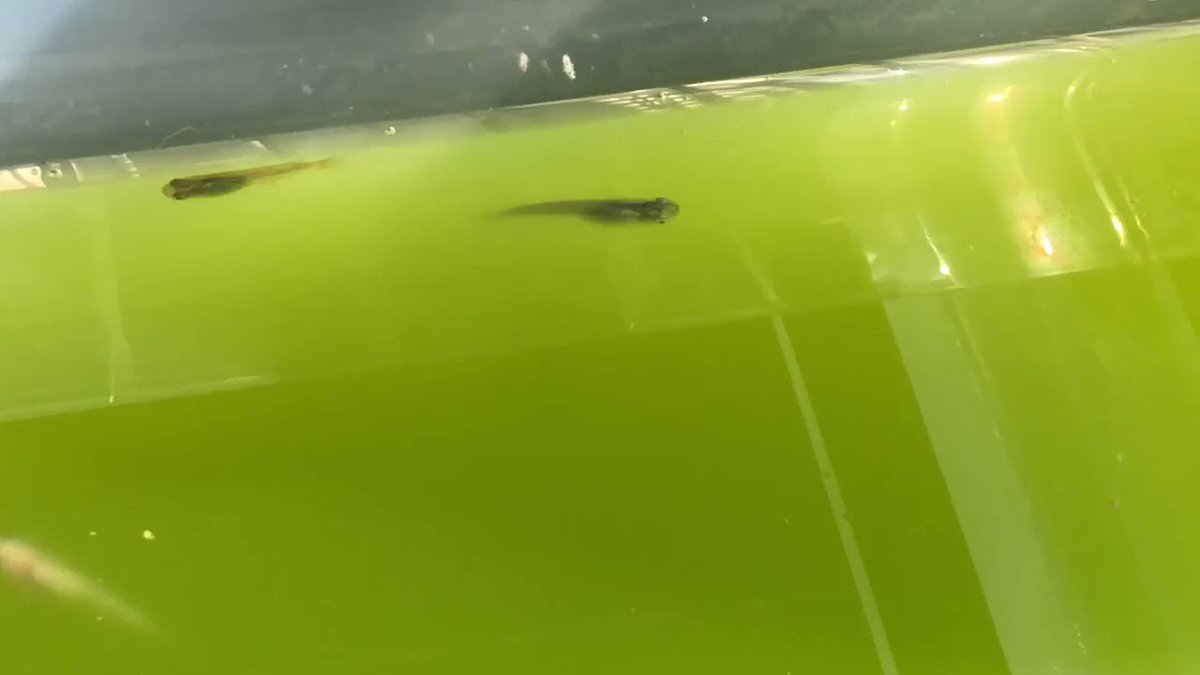 メダカの酸欠の症状とは 酸欠の対策方法 めだかやベース メダカの酸欠の症状とは 酸欠の対策方法 めだかやベース