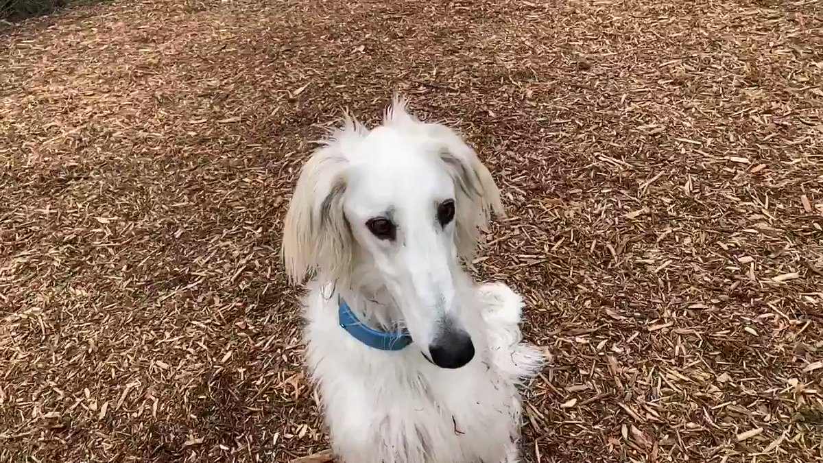 Fuwarose あーーーん オヤツぱっくん ボルゾイ サルーキ ミックス犬 Borzoi Saluki Mix シモンですよ Fuwarose あーーーん オヤツぱっくん ボルゾイ サルーキ ミックス犬 Borzoi Saluki Mix シモンですよ