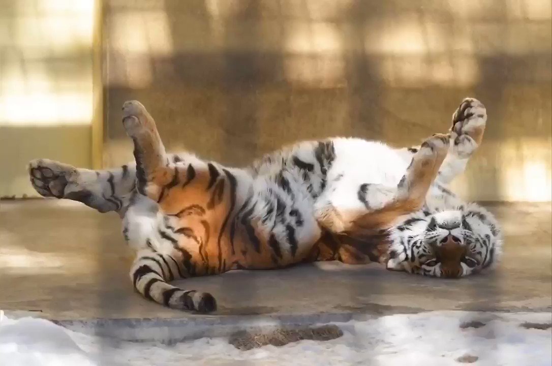 釧路市動物園のアムールトラのココアさん トラの開き状態 でお