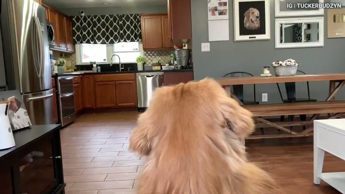 의 미디어: Did a lorge hekkin' marriage!
#dogs #dogsoftwitter https://t.co/JClFCq13hB 의 미디어: Did a lorge hekkin' marriage!
#dogs #dogsoftwitter https://t.co/JClFCq13hB