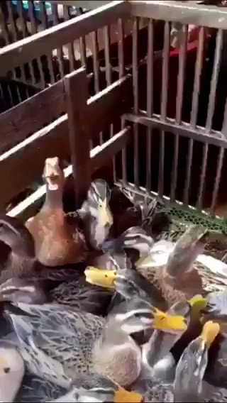Video insertado