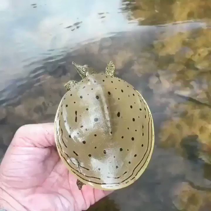 Super Fast Turtle 😍