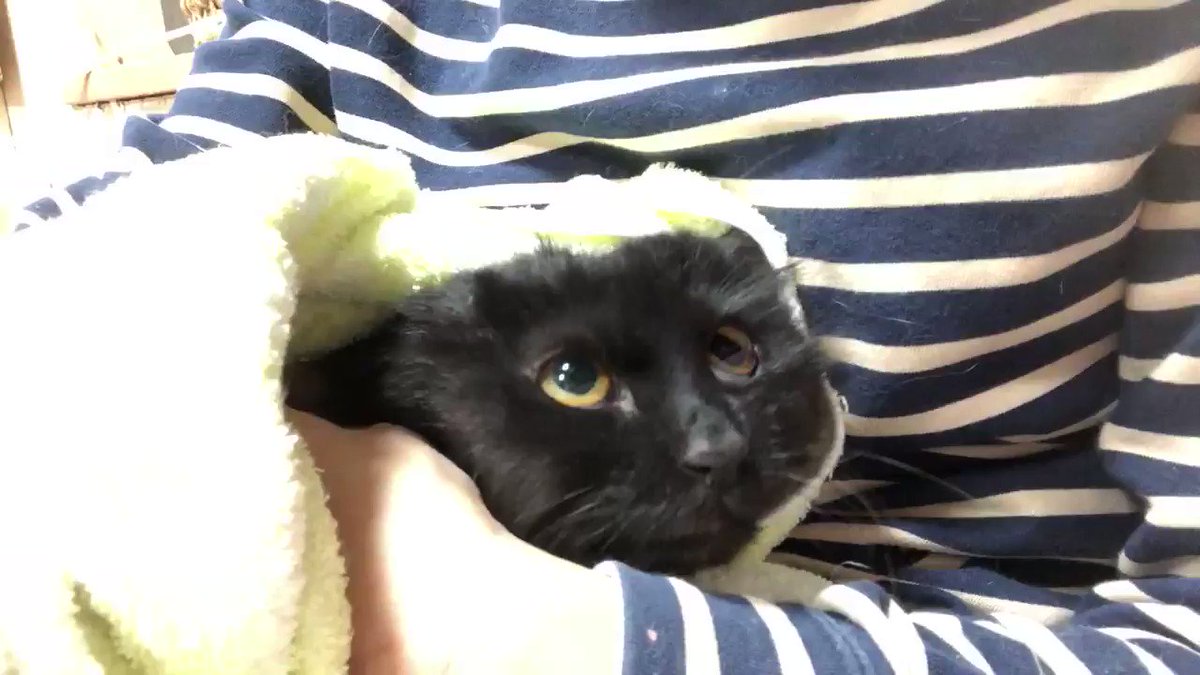 長毛種の猫 - Twitter Search / Twitter